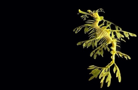 leafy-sea-dragon1